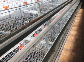 益阳蛋鸡养殖饮水系统